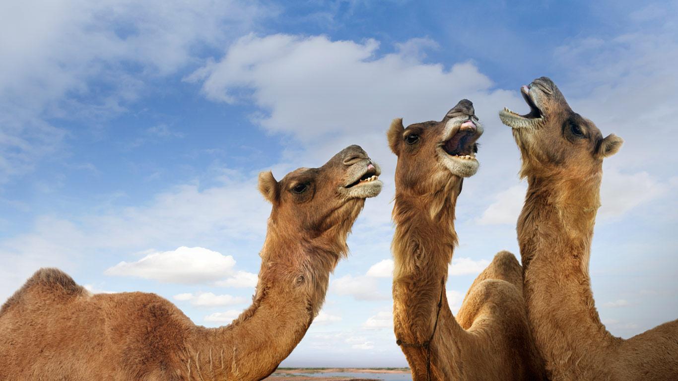 camel republic ชะอํา